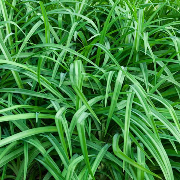 Turzyca Ever Green poj. C2