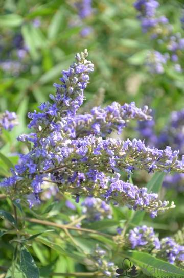 Niepokalanek Vitex Delta Blues poj. C2
