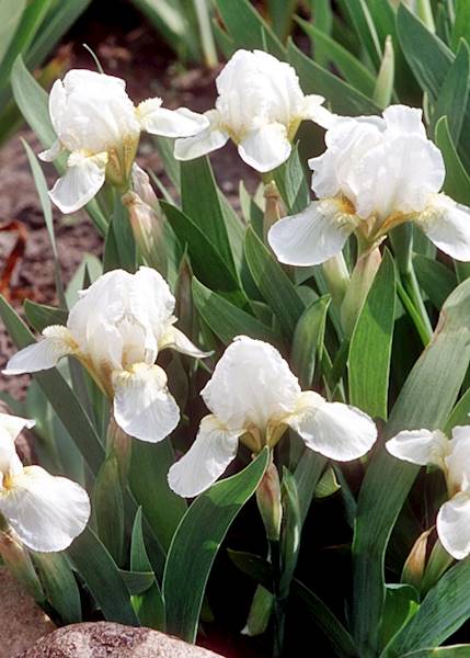 Irys syb. White poj. C2