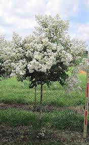 lagerstroemia sarah's favorite