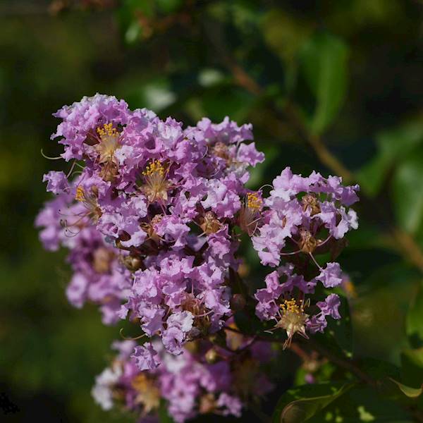 lagerstroemia muskogee