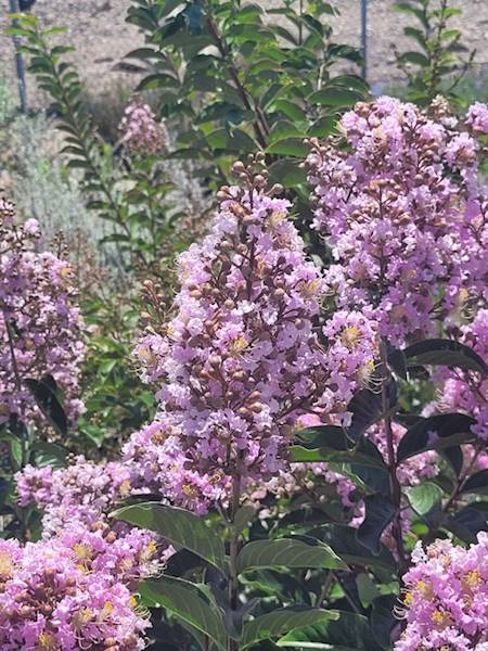 lagerstroemia muskogee