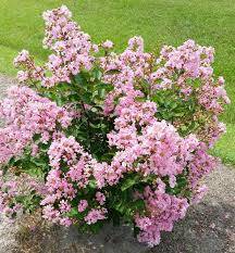 lagerstroemia hopi