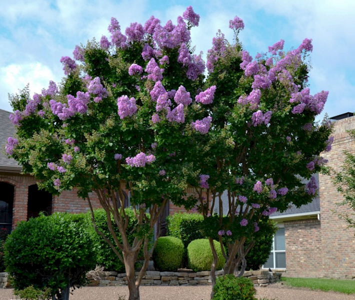 Lagerstremia indyjska muskogee