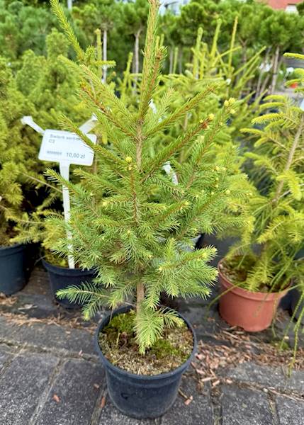 Świerk serbski poj. C2