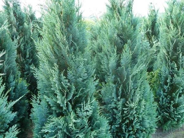Cyprysik l. Columnaris  poj. 