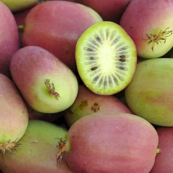 Mini kiwi 'Weiki'