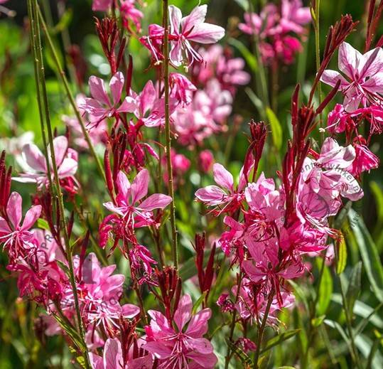 Gaura  Siskiyou pink poj. 