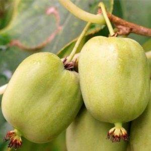 mini kiwi 'Chang Bai Giant'