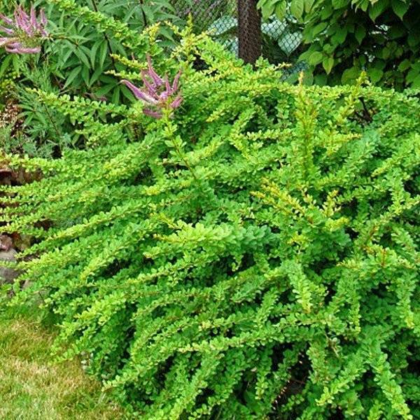 Berberys th. Green Carpet poj. P9