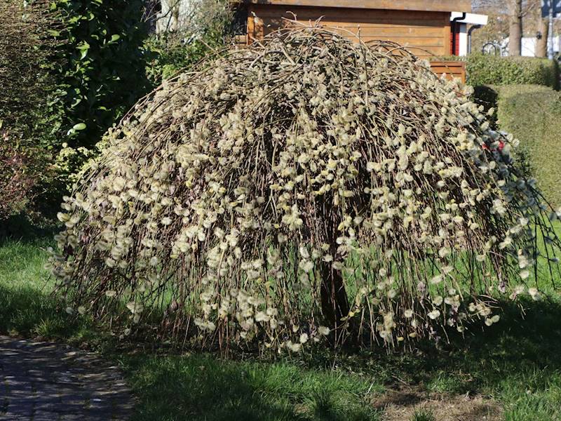 Wierzba iwa sztam  poj C5