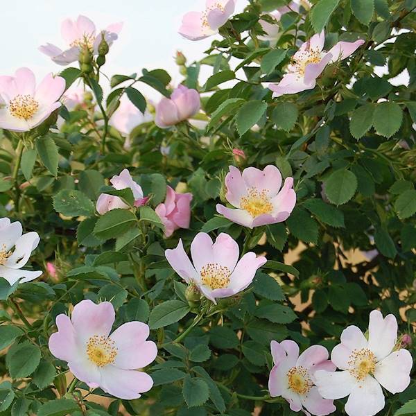 Róża dzika poj. C2