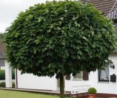 Platan Alpens Globe poj. obw. 10-12  