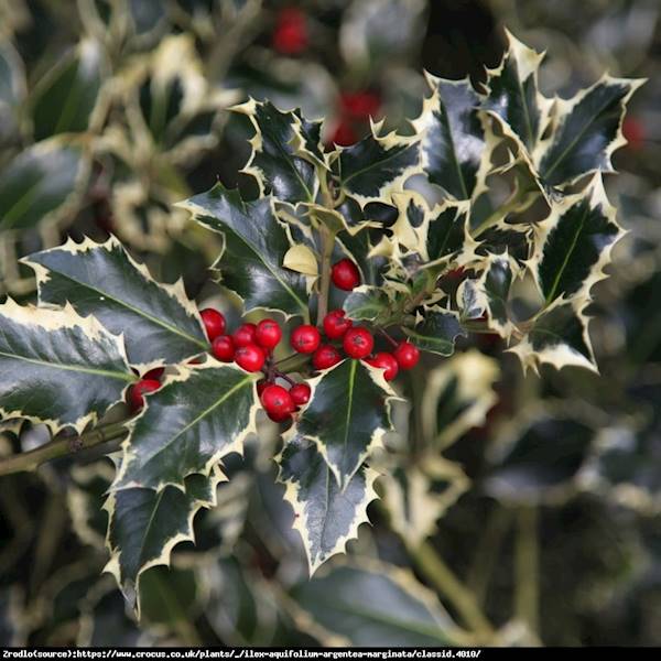 Ostrokrzew Argentea Marginata Pa sztam 