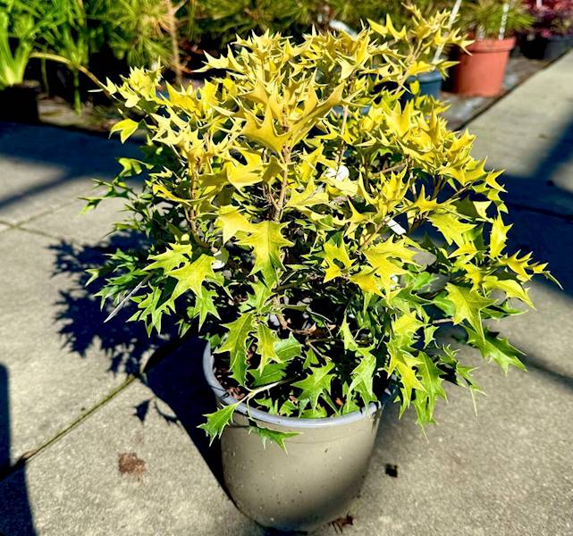 Osmantus Ogon poj. C2