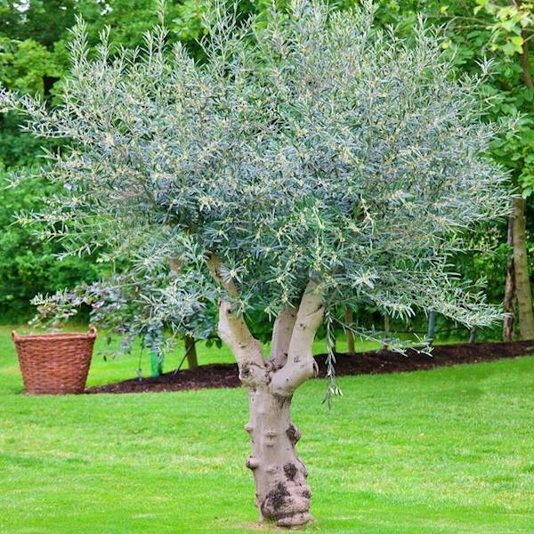 Oliwka Europejska poj Sztam 100