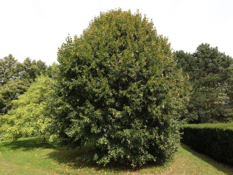 Lipa szerokolistna obw. 14-16