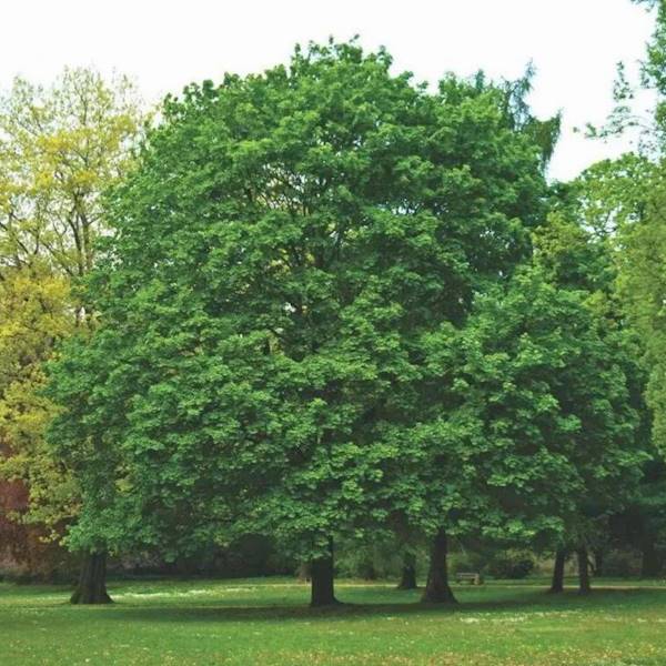 Klon zwyczajny obw.12-14