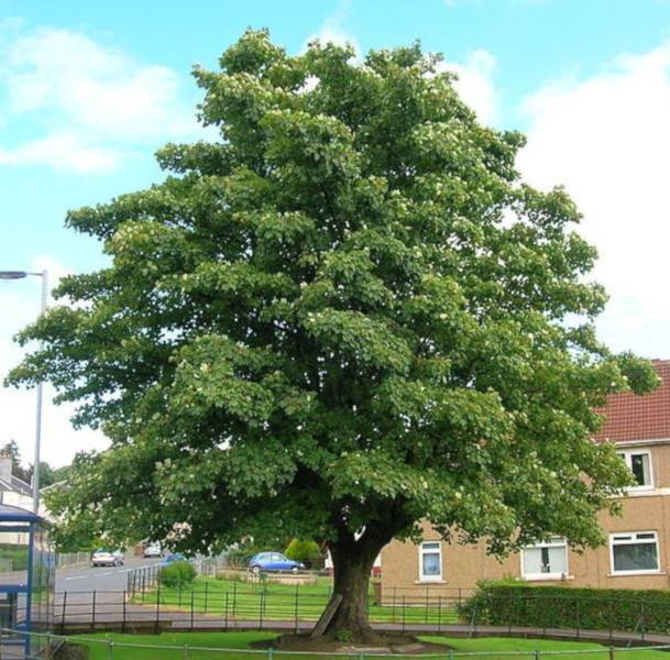 Klon jawor obw.12-14