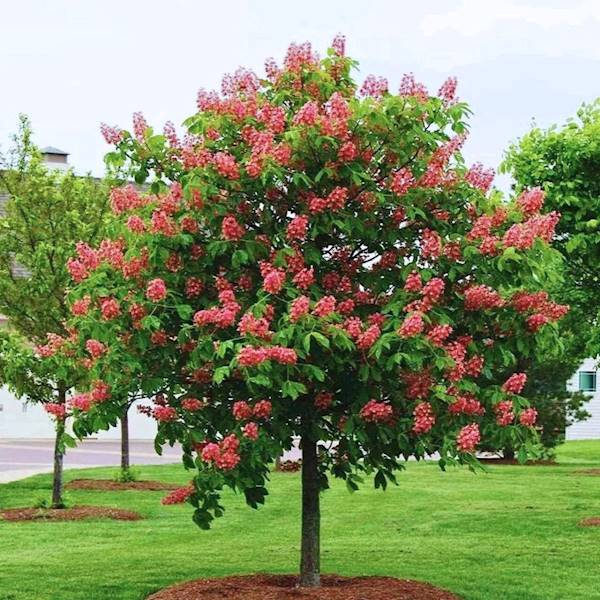 Kasztanowiec Briotti obw. 12-14