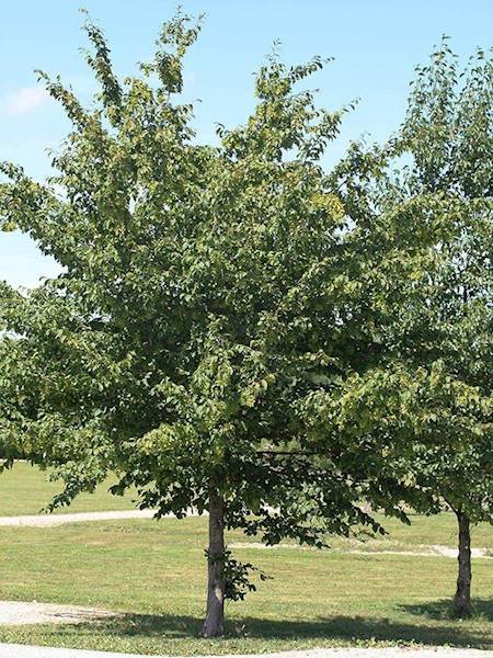 Grab pospolity poj. C3 75-100