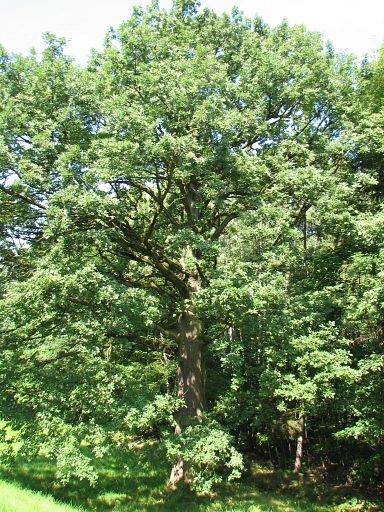 Dąb bezszypułkowy obw. 10-12