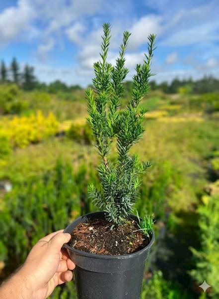 Cis Hilli 80-100 poj. C20