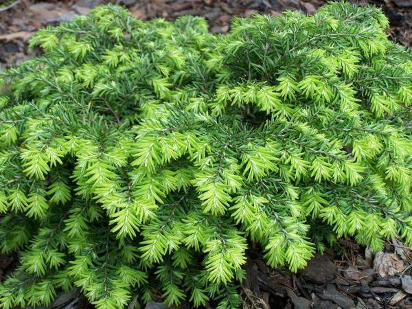 Choina kanadyjska Jeddloh poj. C2