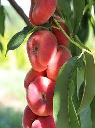 Brzoskwinia płaskoogonkowa