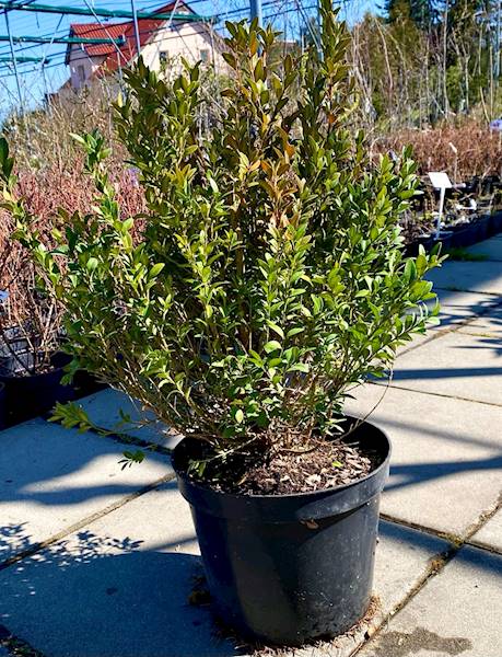 Bukszpan wieczniezielonyl poj. C5