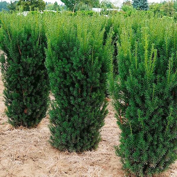 Cis Hicksiii 80-100 poj. C20