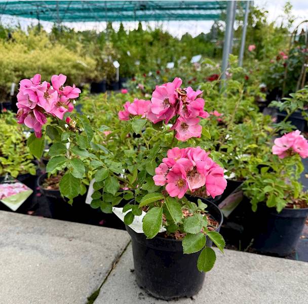 Róża Mel bee   poj C3 R