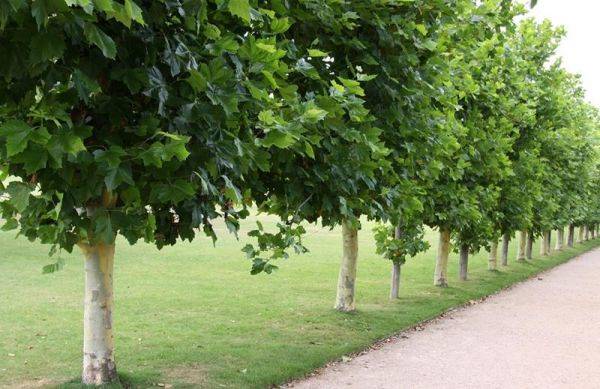 Platan klonolistny obw. 10-12  