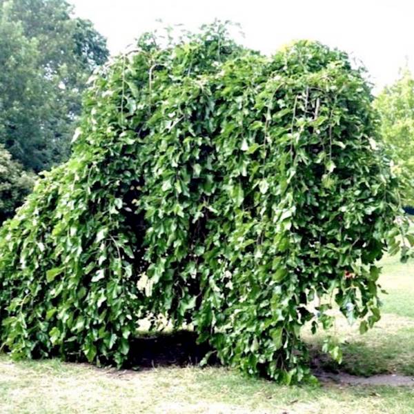 Morwa Pendula poj C5