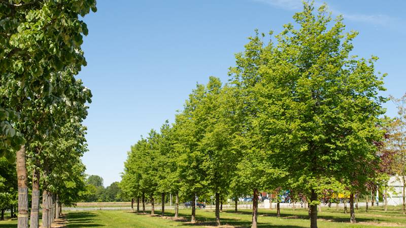 Lipa Greenspire obw  8-10