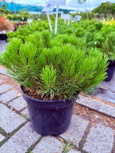 Kosodrzewina  poj. C2