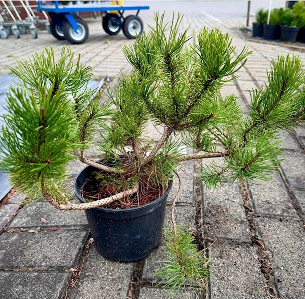 Kosodrzewina  poj. C2