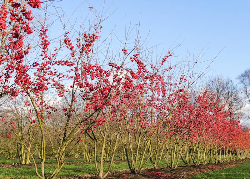 Jabłoń Red Sentinel 200-250 poj. 