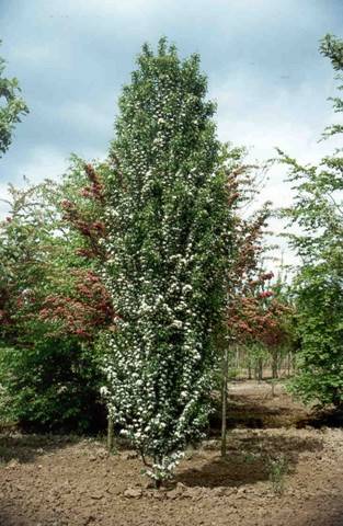 Głóg jednoszyjkowy poj C3