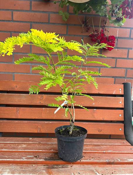 Glediczia Sunburs poj. C3