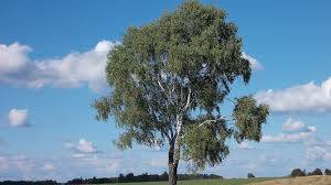 brzoza brodawkowata  151-200