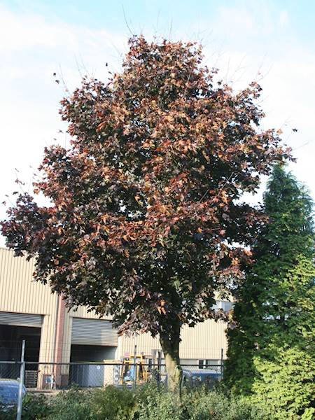 Klon Fassen Black 8-10