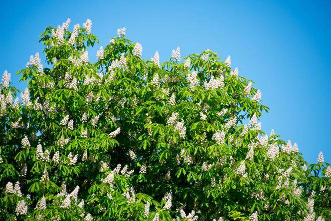 Kasztanowiec biały obw. 10-12