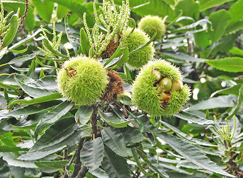 Kasztan jadalny obw. 8-10