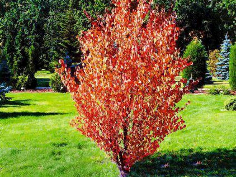 Grujecznik wspaniały 6-8