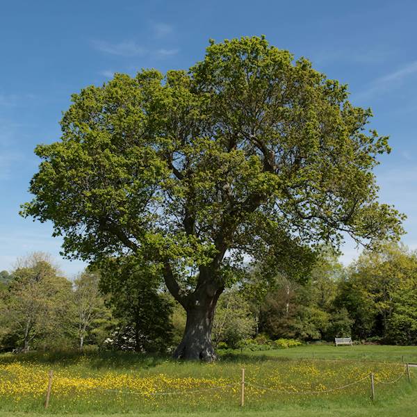 Dąb szypułkowy obw. 14-16