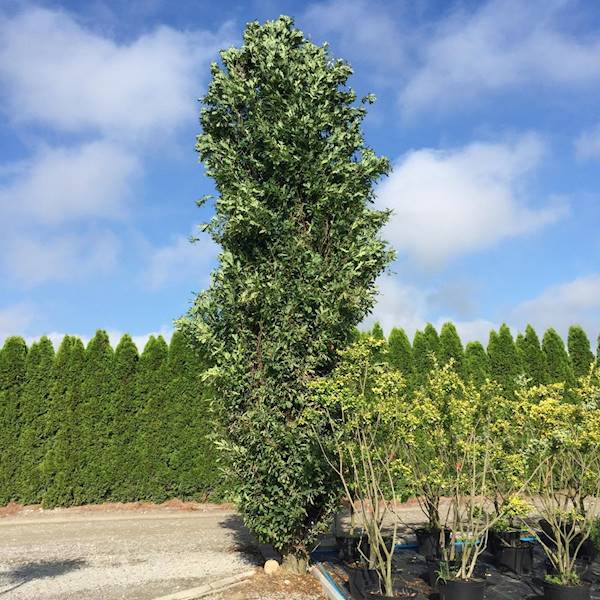 Dąb szypułkowy Fastigiata obw. 8-10