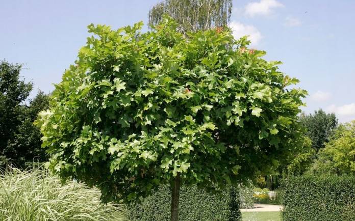 Dąb błotny Green Dwarft  obw 10-12