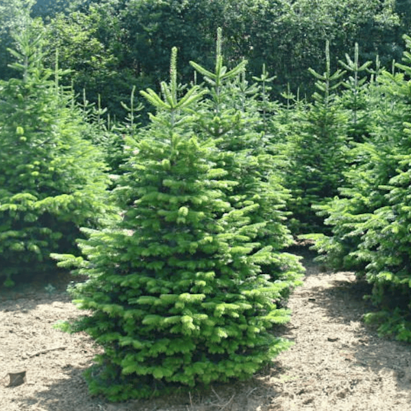 Daglezja zielona 200-250 bryła