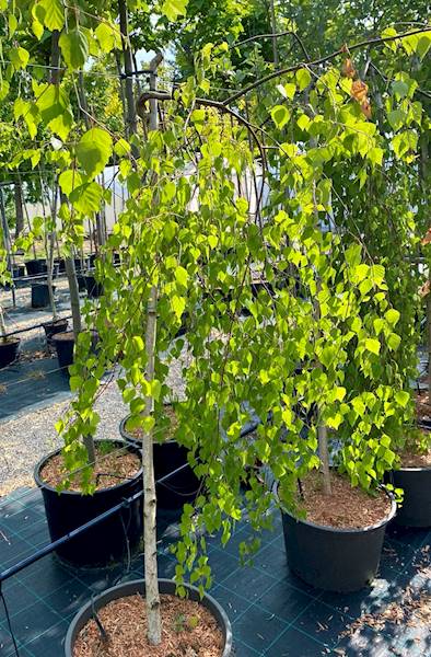 Brzoza Yongii  obw. 10-12